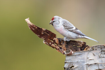 Arctic or Hoary Redpoll, Acanthis hornemanni, Varanger Peninsula, Finnmark, Norway