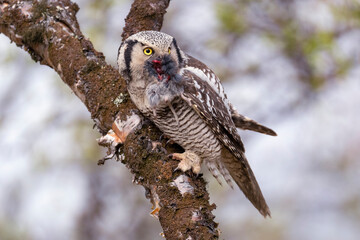 Northern hawk owl, Surnia ulula, Varanger Peninsula, Finnmark, Norway