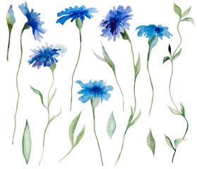 Watercolor cornflowers and leaves, summer wedding and greeting illustration