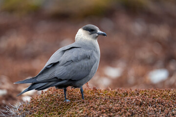 Varanger birdlife