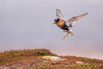 Ruff and reeves at display site, Philomachus pugnax, Varanger Peninsula, Finnmark, Norway