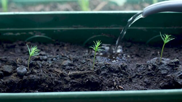 Watering giant sequoia seedlings, growing Sequoiadendron giganteum at home