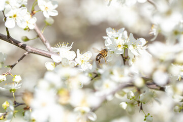 Bee on a flower of the white cherry blossoms. White flowers bloom in the trees. Spring landscape with blooming sakura tree. Beautiful blooming garden on a sunny day. Copy space for text.