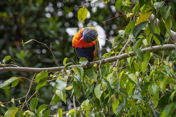 Lorikeet looking for something to eat