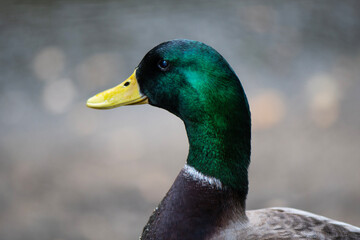 Happy duck making eye contact