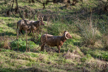 Manx Loaghtan sheep in open pasture - 0