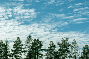 Cirrocumulus clouds in the blue sky behind the crowns of tall fir trees.