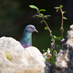 Pidgeon hiding and peeking