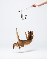 Kitten jumped high up and stretches paw for a toy in owners hand. Abyssinian cat plays in studio. Funny pet, rear view
