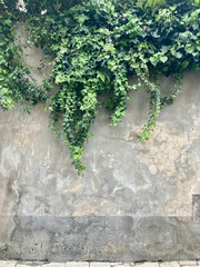 Ivy on old stone wall, Modica, Sicily