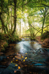 Woodland stream in Cornwall england uk 