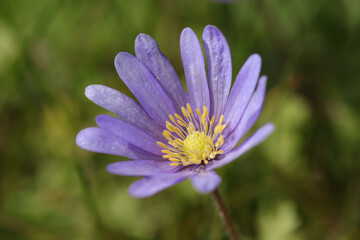 Anémone de Grèce (Anemone blanda)