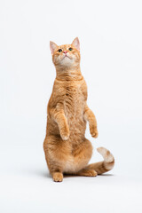 Striped red cat sits on hind legs and looks up on white background. Portrait of ginger cat in motion. Pet studio photo