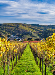 Virtical shot of colorfull rows of vine in Ellenz-Poltersdorf village and Beilstein village in the background in Cochem-Zell district, Germany