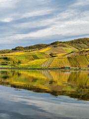 Briedern village's colorful vineyards on Moselle river during autumn in Cochem-Zell district, Germany