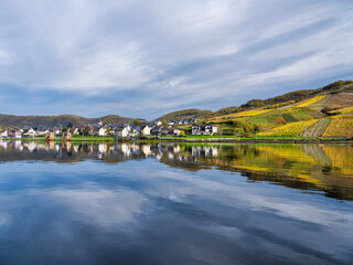 Fototapeta premium Briedern village and colorful steep vineyards on a cloudy autumn day on Moselle river in Cochem-Zell district, Germany