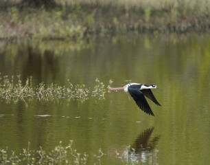 The white-backed stilt (Himantopus melanurus) is a locally abundant shorebird of South American wetlands and coastlines. Fortaleza – Ceara, Brazil.