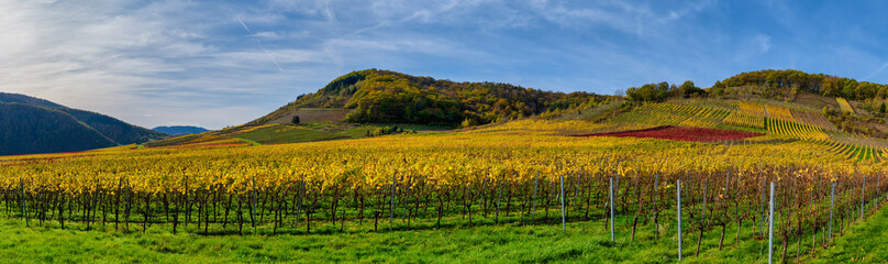 Fototapeta na wymiar Panorama shot of colorful vineyards of Ellenz-Poltersdorf village during autumn in Cochem-Zell district, Germany
