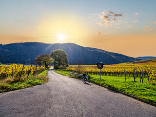 A road leading to the mountain sunset and colorfull rows of vine in Ellenz-Poltersdorf village during autumn in Cochem-Zell district, Germany