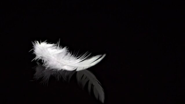 The feather falls in slow motion on a black reflective background. The fingers grab the feathers and take them away.