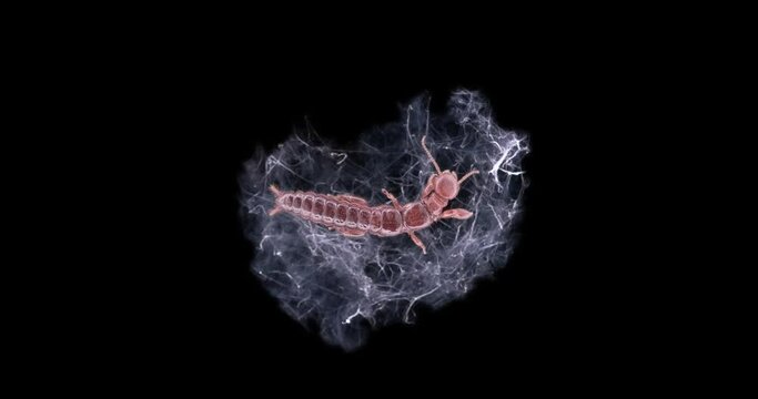 relic insecta Haploembia solieri under a microscope, female, family Oligotomidae, feed on decaying plant remains, build silk passages along which they move.