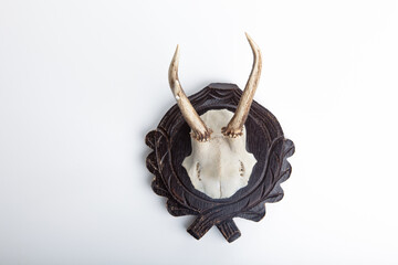 Ein Geweih von einem Hirsch als Trophäe von einem Jäger vor einer weißen Wand