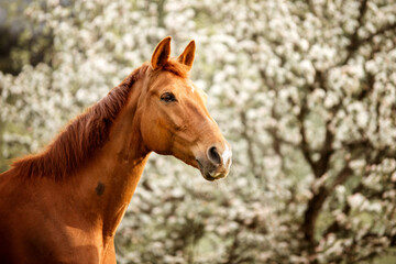 portrait of a brown horse white in spring