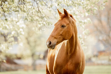 portrait of a brown horse white in spring - Powered by Adobe