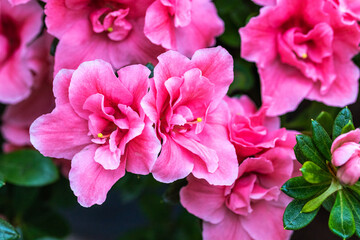 Purple flowers in a garden. Close up.