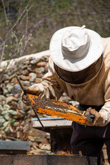 Beekeeper working with bees, collecting honey in the boxes you can also see the smoker, the bee suits and different beekeeping tools as well as the hives