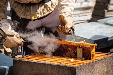 Beekeeper working with bees, collecting honey in the boxes you can also see the smoker, the bee...