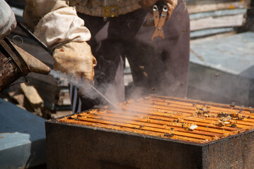 Beekeeper working with bees, collecting honey in the boxes you can also see the smoker, the bee suits and different beekeeping tools as well as the hives