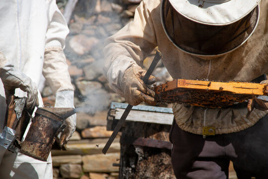 Beekeeper working with bees, collecting honey in the boxes you can also see the smoker, the bee suits and different beekeeping tools as well as the hives