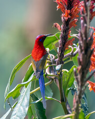 Mrs. Gould's sunbird or Aethopyga gouldiae observed in Latpanchar in West Bengal