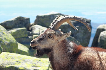 Cabra de Grados portrait