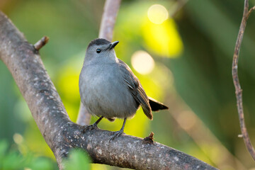 Obraz premium A Gray Catbird bird perched on a tree branch in summer Florida shrubs