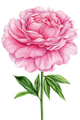 Watercolor  Peony flower, pink flower and green leaves  isolated background.