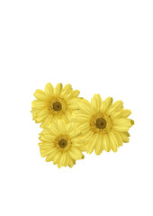 Chrysanthemums