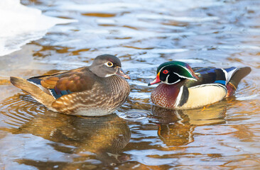 Pair of wood ducks Aix sponsa with reflection swimming on Ottawa river in Canada in winter