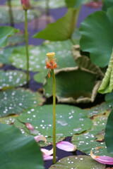Blooming lotus in the pond