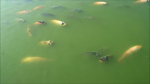 Footage of a Large School of Black and Red Nile Tilapias Relaxing in a Sunshine Pond	