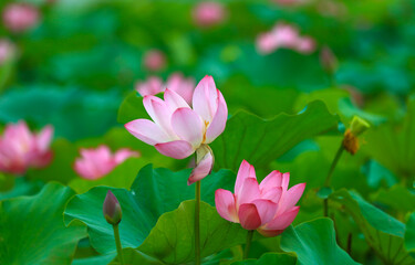Obraz premium Blooming lotus in the pond