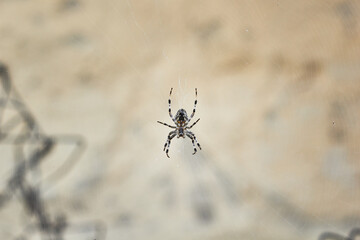 Spider Araneus diadematus. Spider web Araneus diadematus.