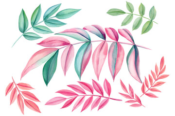 Colored Palm leaf set on isolated background. Green and pink tropical floral elements. Hand drawn watercolor leaves.