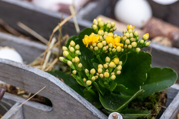 Yellow blooming flowers