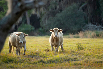 Obraz premium Feeding of cattle on farmland grassland. Milk cows grazing on green farm pasture on warm summer day