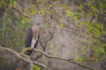 red tailed hawk perched on a branch