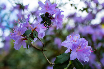 Selective focus on  azalea, branch with violet flowers