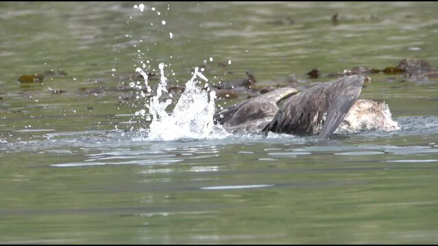 Southern Giant Petrel feeding in the water,2023
, South Georgia Island, Antarctica, 4K, 2023
