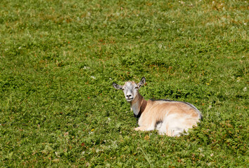 Naklejka na ściany i meble Goat is lying on the grass. 